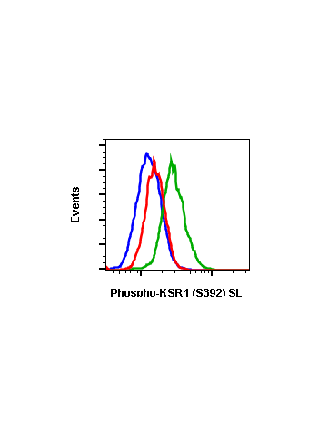 Phospho-KSR1 (Ser392) (3A4) rabbit mAb SureLight conjugate