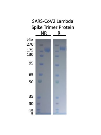 Concentration–response curves for binding of CoV2 spike protein to human ACE2 in cell-free ELISA-type assays. Microtiter wells were coated with 100 uL of ACE2-Fc at 2 ug/mL in PBS at 4˚C overnight. The wells were washed with PBS and blocked with 200 µL of