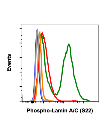 Flow cytometric analysis of HeLa cells untreated (red) or treated (green) using Phospho-Lamin A/C (Ser22) antibody LaminACS22-CF12 at 0.01 µg/mL. Cat. #2436 or concentration matched isotope control for untreated (grey) or treated with nocodazole (orange) 