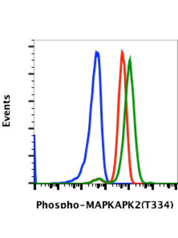 Phospho-MAPKAPK2 (Thr334) (H2) rabbit mAb