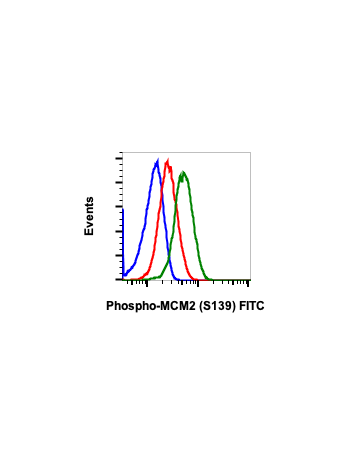 Phospho-MCM2 (Ser139) (B12) rabbit mAb FITC conjugate