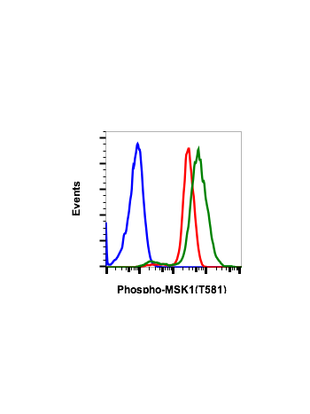 Phospho-MSK1 (Thr581) (A5) rabbit mAb