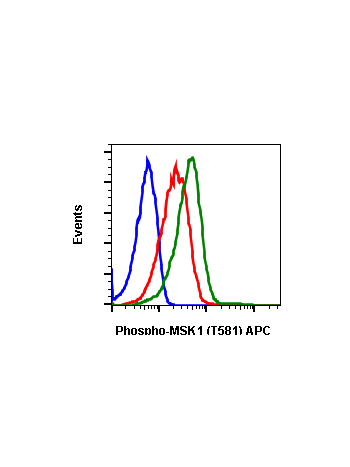 Phospho-MSK1 (Thr581) (A5) rabbit mAb APC conjugate