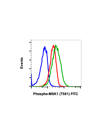 Phospho-MSK1 (Thr581) (A5) rabbit mAb FITC conjugate