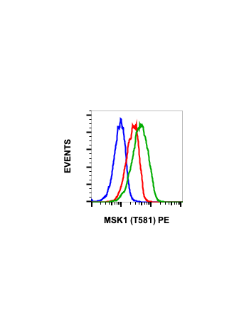 Phospho-MSK1 (Thr581) (A5) rabbit mAb PE conjugate