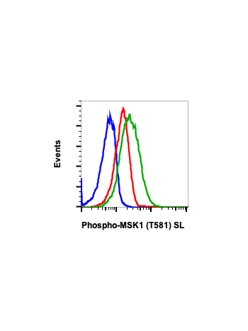 Phospho-MSK1 (Thr581) (A5) rabbit mAb SureLight488 conjugate