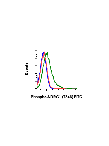 Phospho-NDRG1 (Thr346) (F5) rabbit mAb FITC conjugate