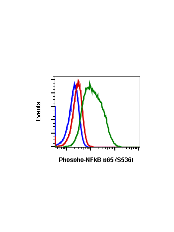 Phospho-NFKB p65 (Ser536) (B7) rabbit mAb