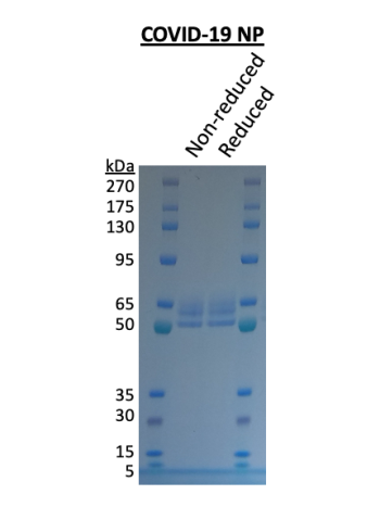 SDS-PAGE gel shows high purity for SARS-CoV-2 nucleoprotein.