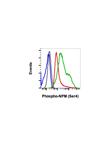 Phospho-NPM (Ser4) (A1) rabbit mAb