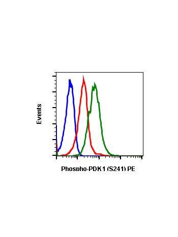 Phospho-PDK1 (Ser241) (F7) rabbit mAb PE conjugate