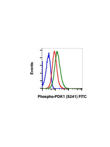 Phospho-PDK1 (Ser241) (F7) rabbit mAb FITC conjugate