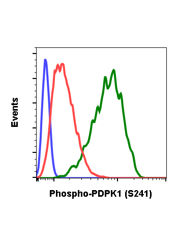 Phospho-PDK1 (Ser241) (F7) rabbit mAb