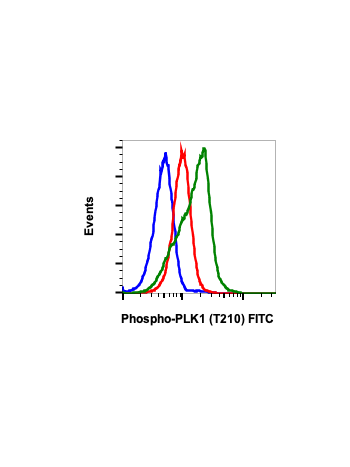 Flow cytometric analysis of HeLa cells, untreated and unstained as negative control (blue) or untreated (red) or treated with nocodazole (green) and stained using Phospho-PLK1 (Thr210) antibody,  PLK1T210-C2 FITC conjugate at 0.1 ug/mL, Cat. #2348.