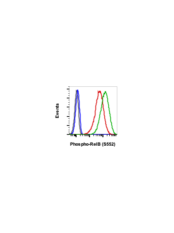 Phospho-RelB (Ser552) (A7) rabbit mAb