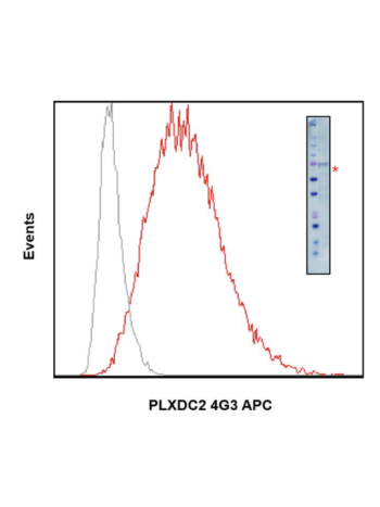 Flow cytometry analysis of human monocyte THP-1 cells (gray) pretreated with human FcR-Blocking reagent (Immunostep) using anti-PLXDC2 (4G3) rabbit mAb APC Conjugate at 1ug/mL Cat. #2534 (red). The inset shows the expression of PLXDC2 in THP-1 cells detec