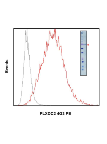 Flow cytometry analysis of human monocyte THP-1 cells (gray) pretreated with human FcR-Blocking reagent (Immunostep) using anti-PLXDC2 (4G3)   rabbit mAb PE Conjugate at 1ug/mL Cat. #2532 (red). The inset shows the expression of PLXDC2 in THP-1 cells dete