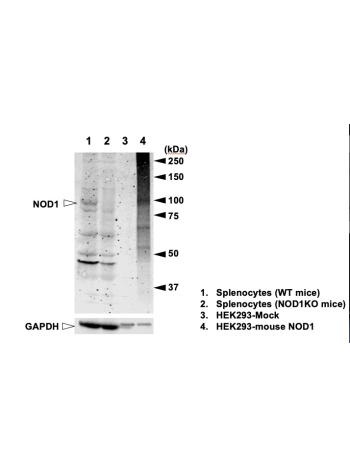 NOD1 (G7) rabbit mAb