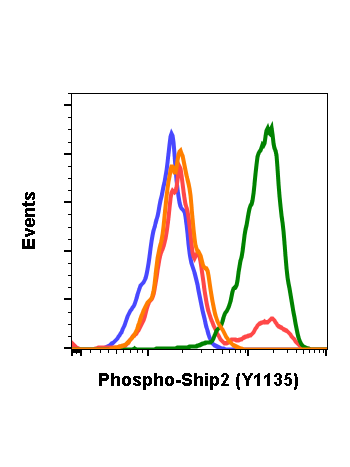 Phospho-Ship2 (Tyr1135) (1D2) rabbit mAb