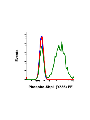 Phospho-Shp1 (Tyr536) (2A7) rabbit mAb PE conjugate