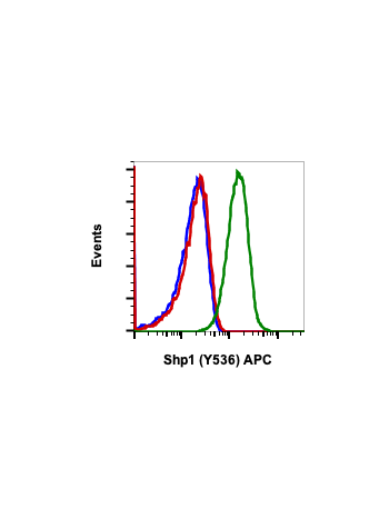 Phospho-Shp1 (Tyr536) (2A7) rabbit mAb APC conjugate