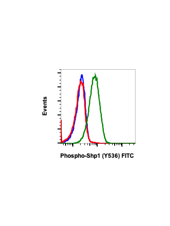 Phospho-Shp1 (Tyr536) (2A7) rabbit mAb FITC conjugate