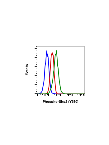 Phospho-Shp2 (Tyr580) (4A2) rabbit mAb PE conjugate