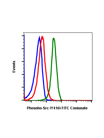 Phospho-Src (Tyr416) (C4) rabbit mAb FITC conjugate