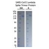 Concentration–response curves for binding of CoV2 spike protein to human ACE2 in cell-free ELISA-type assays. Microtiter wells were coated with 100 uL of ACE2-Fc at 2 ug/mL in PBS at 4˚C overnight. The wells were washed with PBS and blocked with 200 µL of