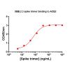 Concentration–response curves for binding of CoV2 spike protein to human ACE2 in cell-free ELISA-type assays. Microtiter wells were coated with 100 uL of ACE2-Fc at 2 ug/mL in PBS at 4˚C overnight. The wells were washed with PBS and blocked with 200 µL of