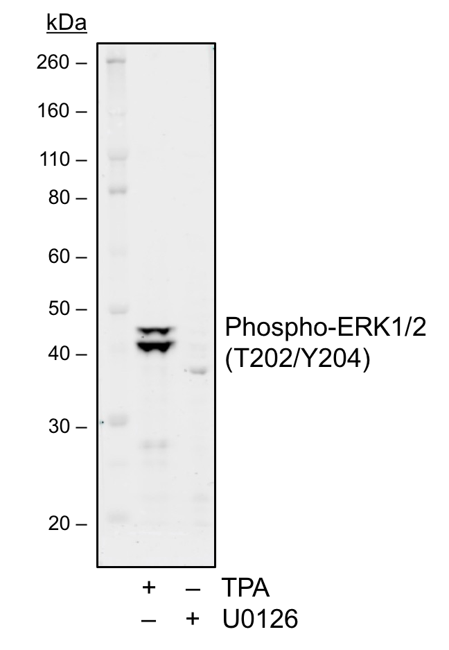 Cell Culture Products