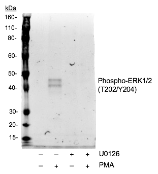 Cell Culture Products