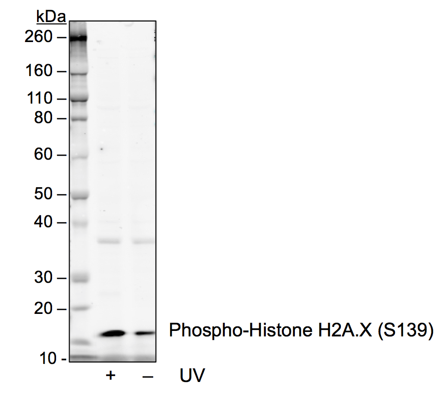 Cell Culture Products