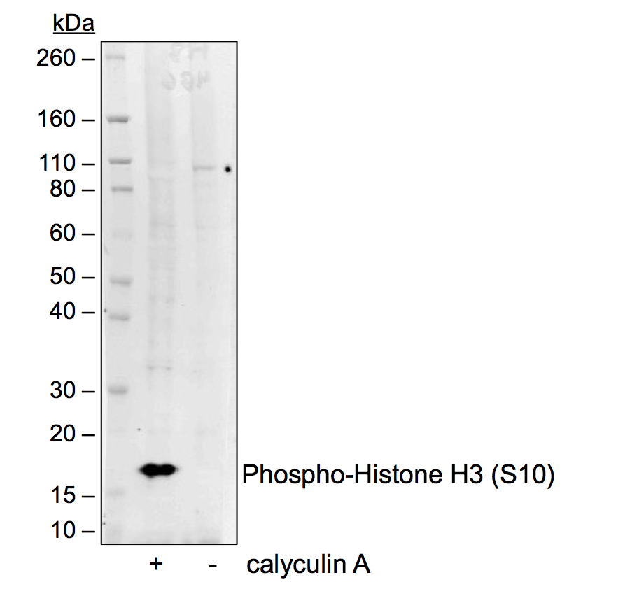Cell Culture Products