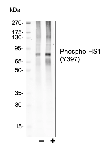 Cell Culture Products