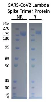 Cell Culture Products