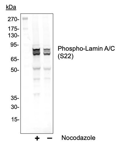 Cell Culture Products