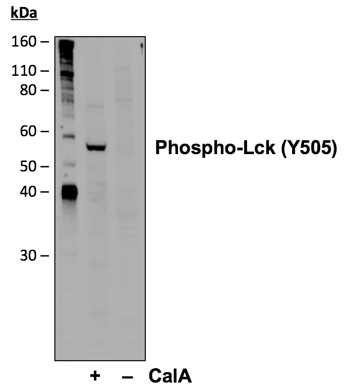Cell Culture Products