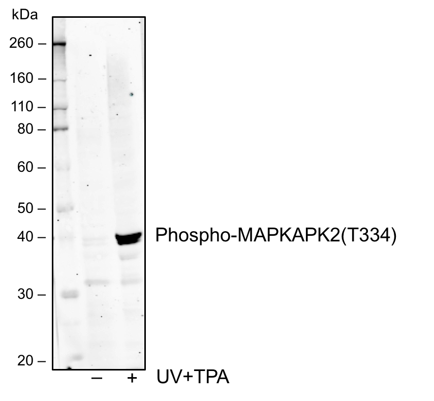 Cell Culture Products