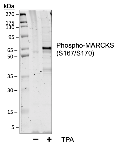 Cell Culture Products