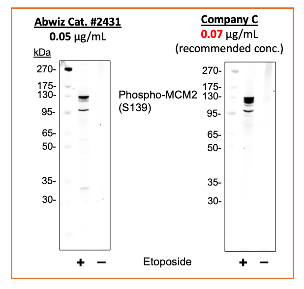 Cell Culture Products