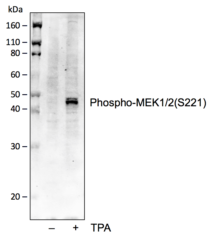 Cell Culture Products