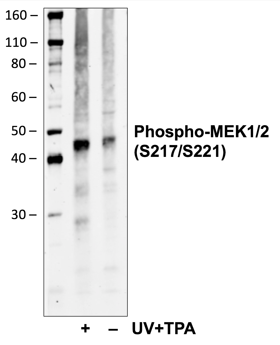 Cell Culture Products