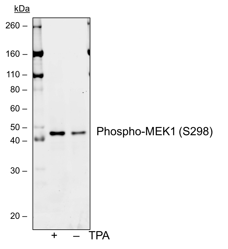 Cell Culture Products