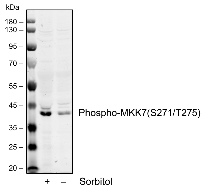Cell Culture Products