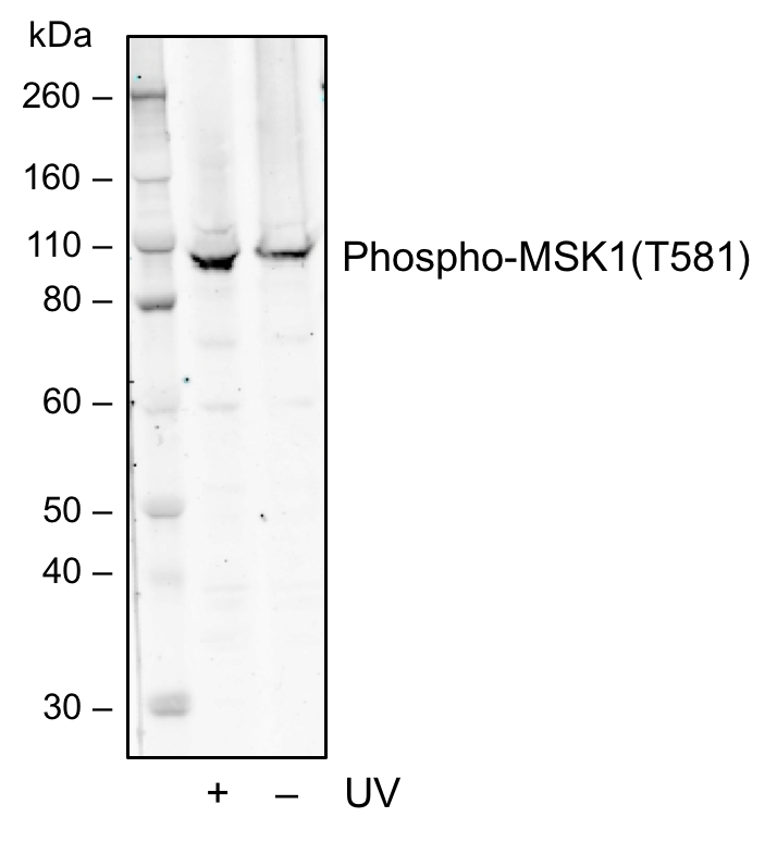 Cell Culture Products