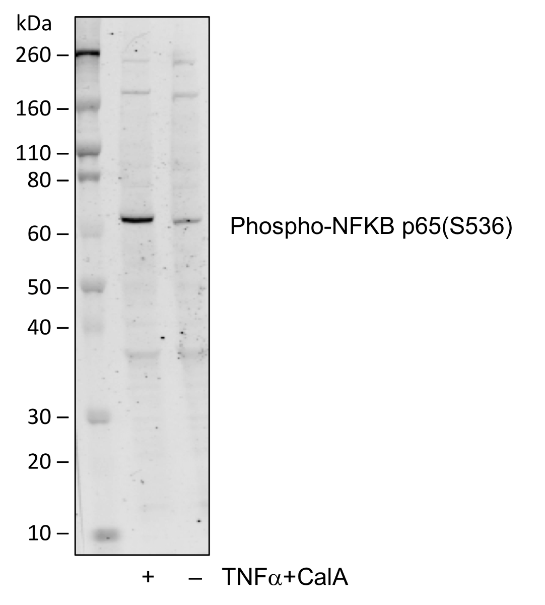 Cell Culture Products