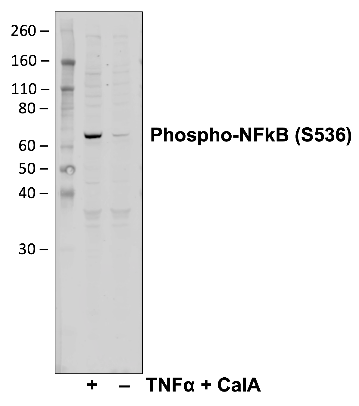 Cell Culture Products
