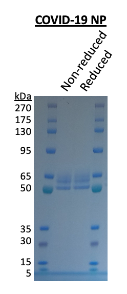 Cell Culture Products
