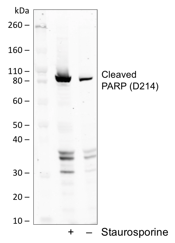 Cell Culture Products